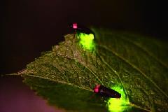 幻想的な夏の夜の楽しみ方♪新潟県内のホタル鑑賞スポットまとめ