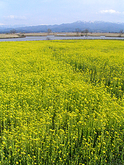 fukushimagata070406.jpg