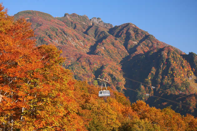 新潟県内最大の771メートルの標高差で紅葉のグラデーションが楽しめる。