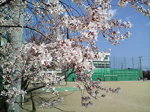 sakura070408.jpg