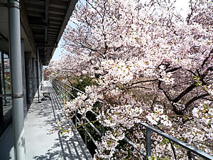 sakura080405.jpg