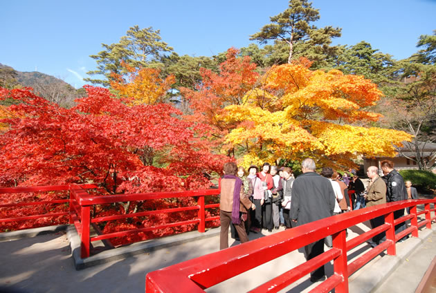 弥彦公園･もみじ谷の「観月橋（かんげつきょう）」