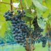 新潟県産ワインにこだわる個性豊かなワイナリーまとめ