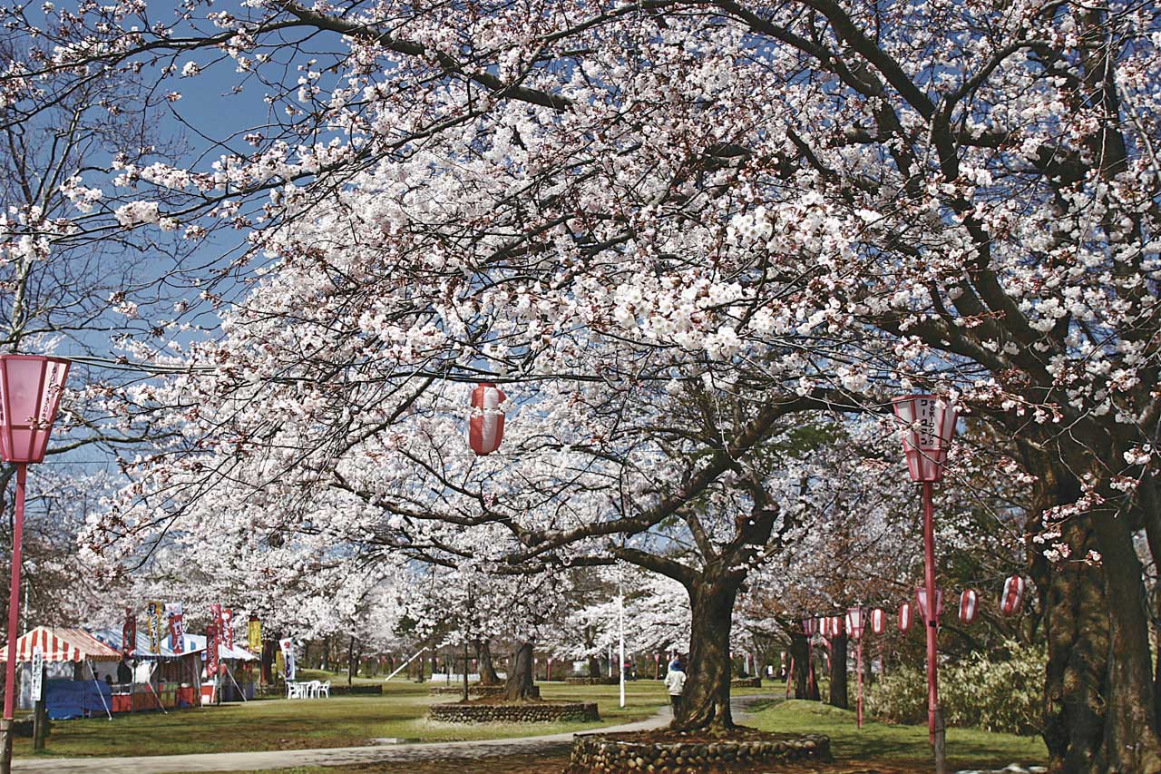 HB0503赤坂山公園-桜3-L