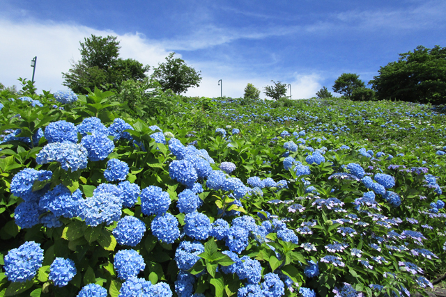 国営丘陵公園アジサイ園