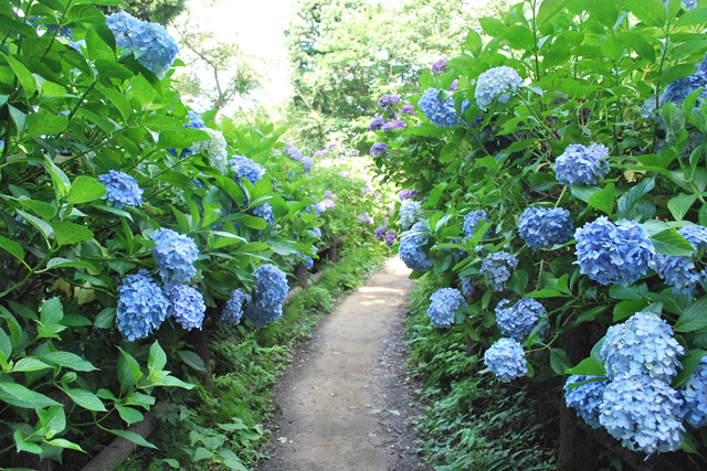 護摩堂山あじさい園