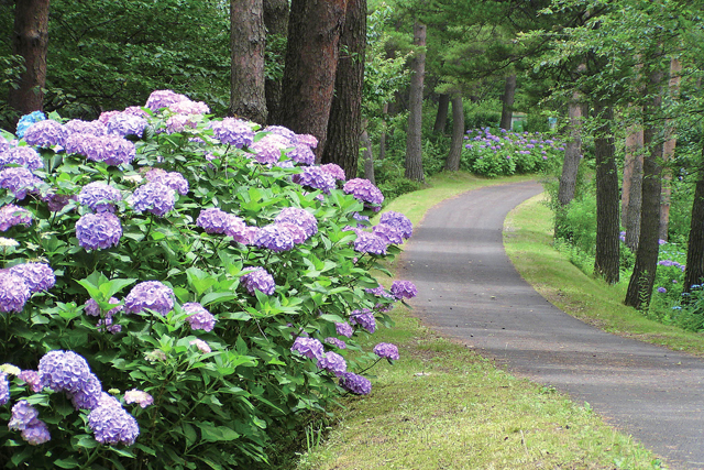 新潟県立大潟水と森公園