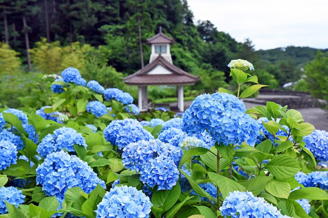 国営丘陵公園アジサイ園