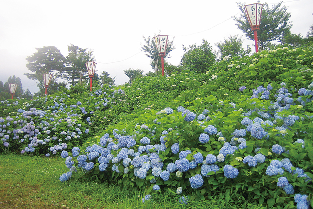 あじさい公園