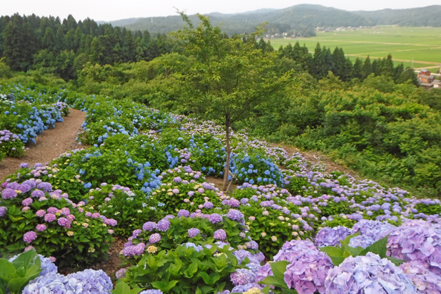 水道山･観音山公園