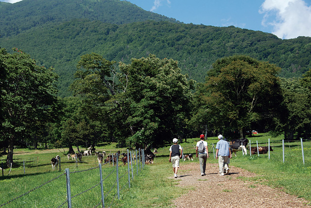 笹ヶ峰牧場