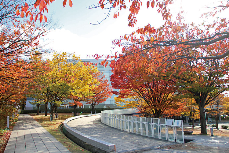 白山公園紅葉