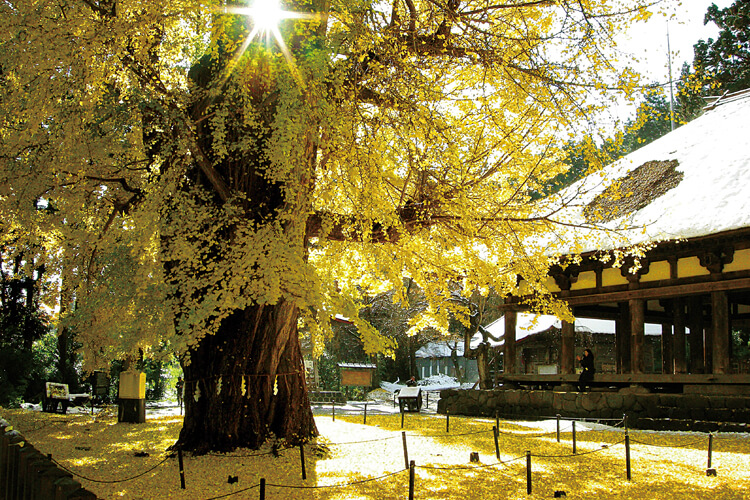 新宮熊野神社