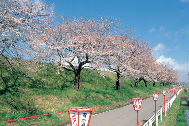 雁巻堤の桜750500