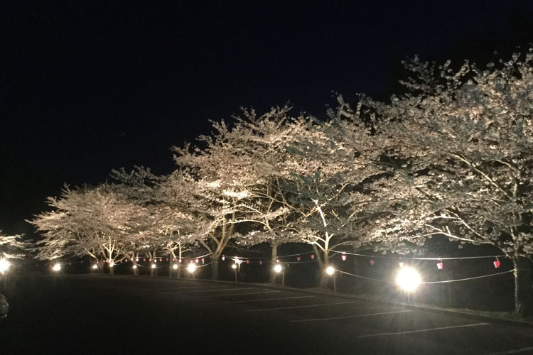佐渡金山桜並木ライトアップ750500