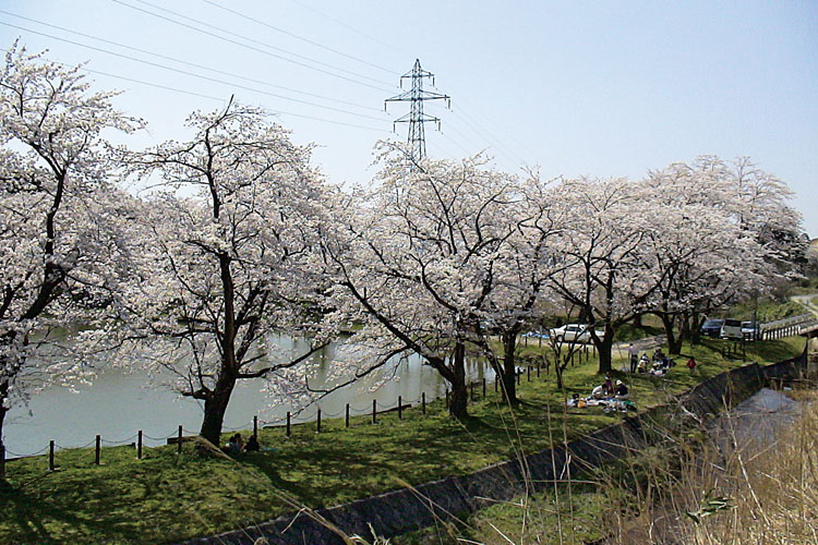 新江用水路桜並木750500