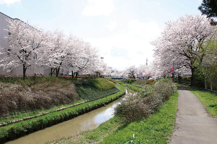 青田川沿い桜並木750500