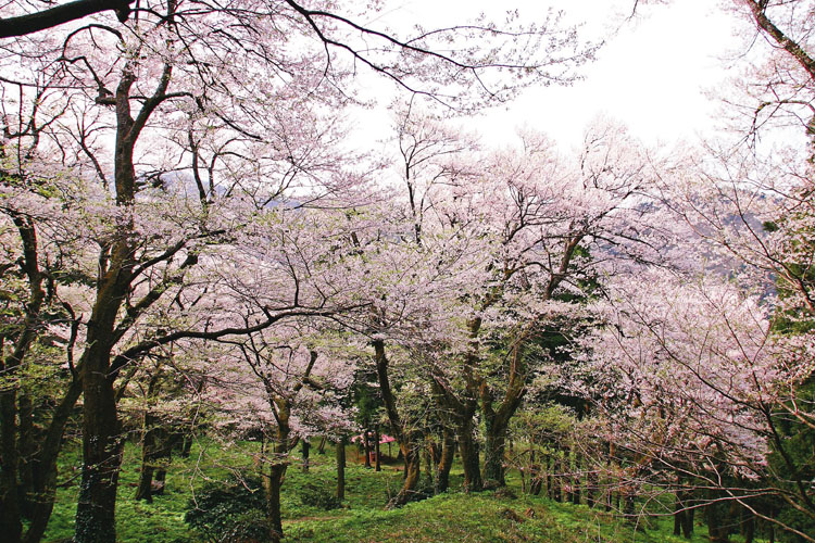 小山田彼岸桜樹林750500