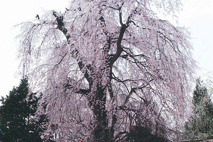 香林寺のしだれ桜750500