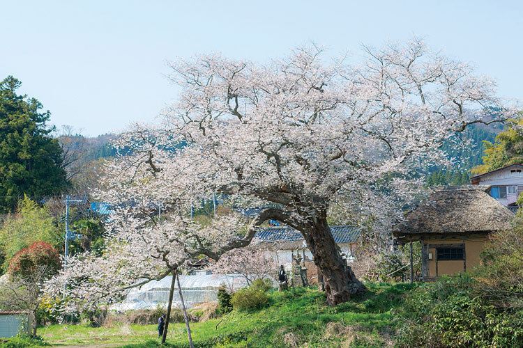 法乗坊の種蒔き桜750500