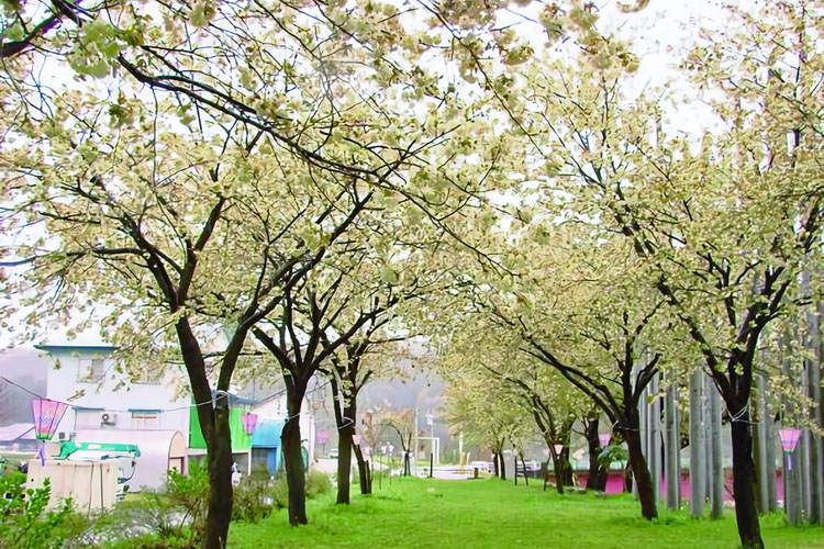 黄桜の丘公園750500