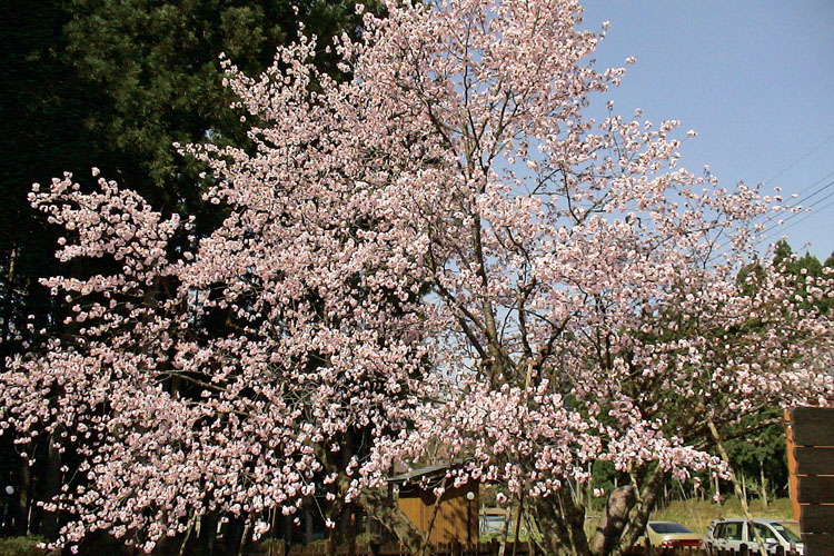 極楽寺の野中ザクラ750500