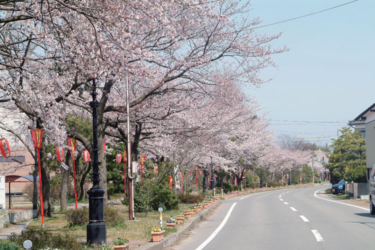 ガス燈の桜並木750500