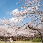 【2021年版】新潟のお花見スポット64選 桜の名所 定番＆穴場