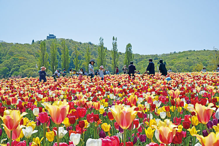 丘陵公園750500