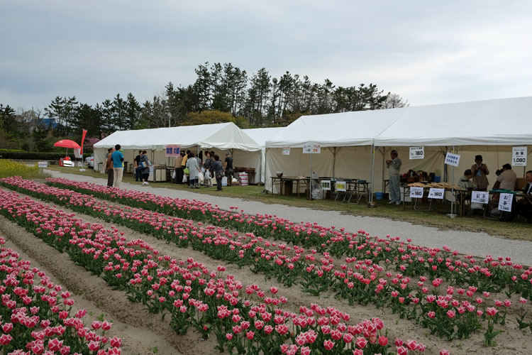 紫雲寺記念公園 春祭り750500