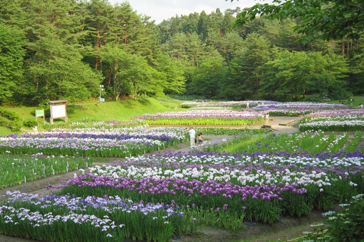 五十公野公園