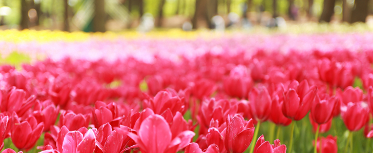 春から初夏の花めぐり。にいがた花スポットまとめ