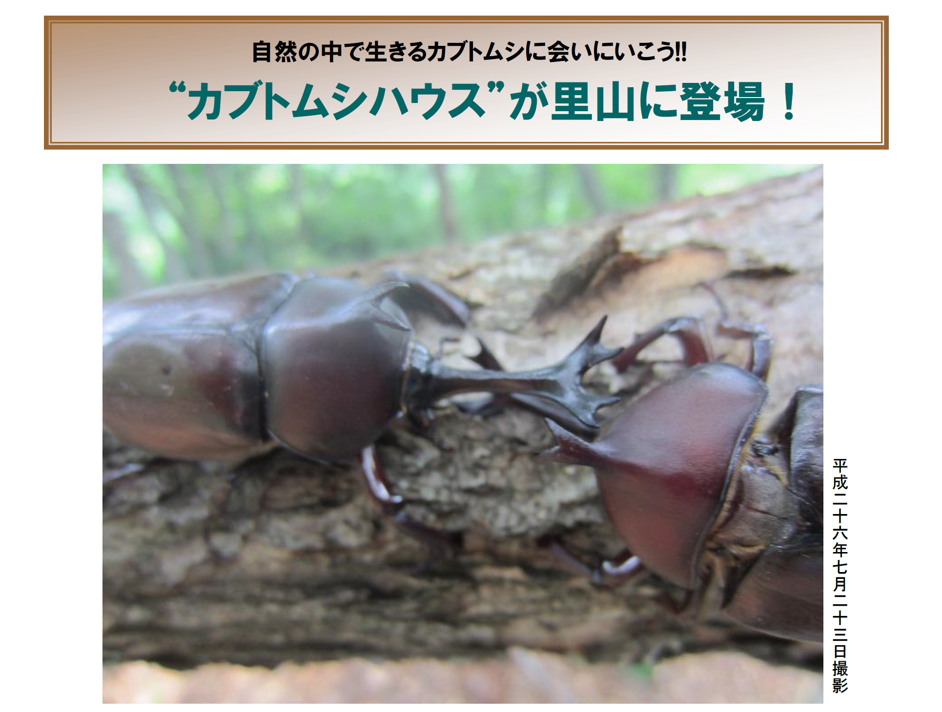 カブトムシハウス