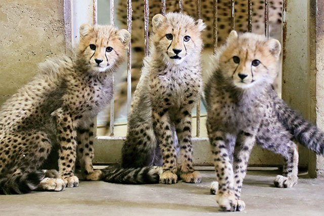 「群馬サファリパーク」のチーター