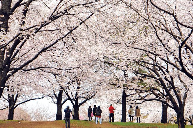 新潟県立鳥屋野潟公園 鐘木地区