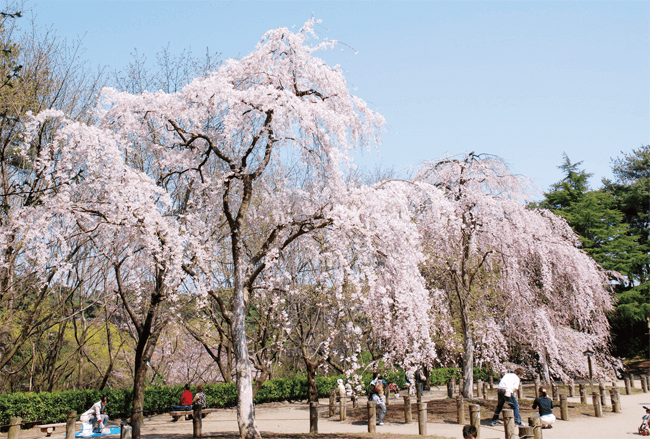 じゅんさい池公園