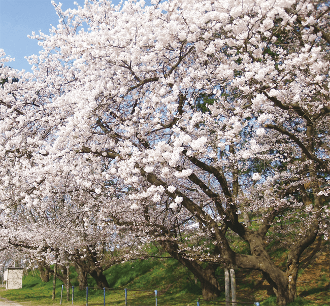 内野小学校