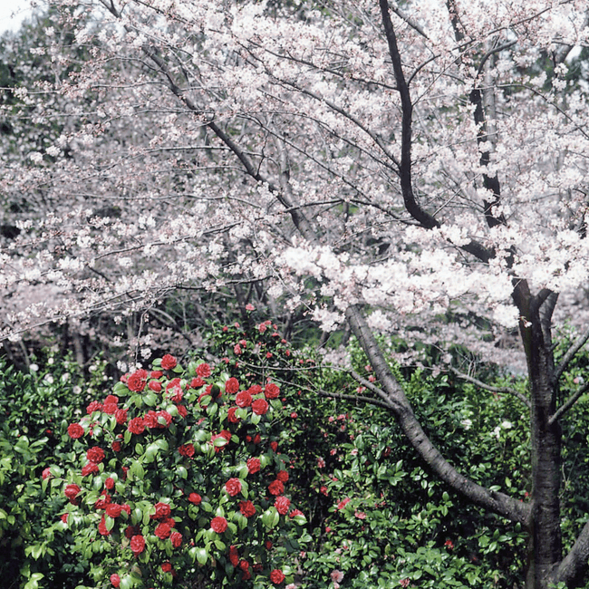 加茂山公園