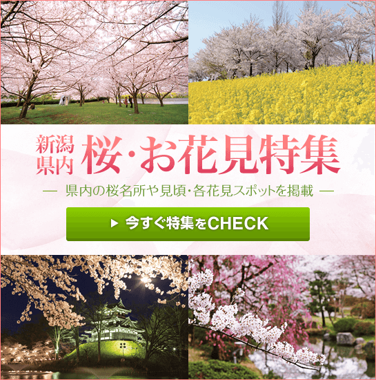 お花見こまち 新潟県内の桜・お花見特集