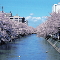 福島江の桜並木