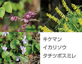 野草