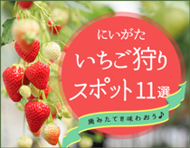 摘みたてを味わおう♪新潟県内のイチゴ狩 ...