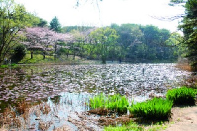 じゅんさい池公園