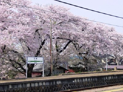 大河津分水 桜並木