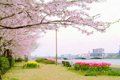 信濃川やすらぎ堤緑地